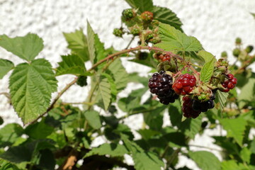 Blackberries at a blackberry bush. Summer photo.