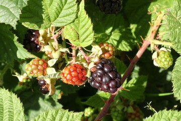 Blackberries at a blackberry bush. Summer photo.