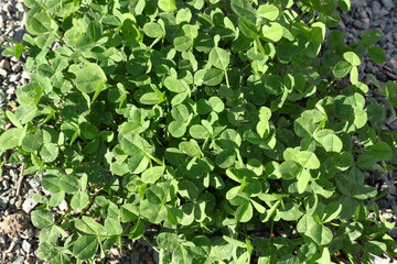 Three leaf clover plant. Above angle. Summer day in July.