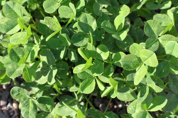 Three leaf clover plant. Above angle. Summer day in July.