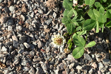 Three leaf clover plant. Above angle. Summer day in July.