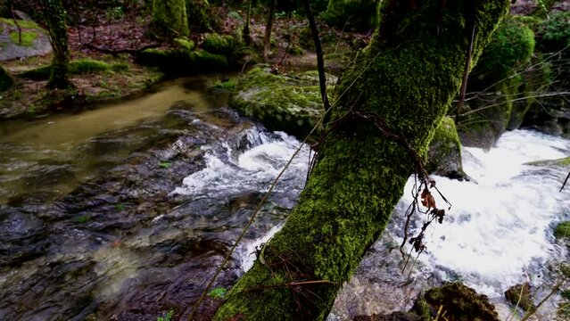 Verdant Bugio River Flow, Barrias Forest, Felgueiras, Portugal
