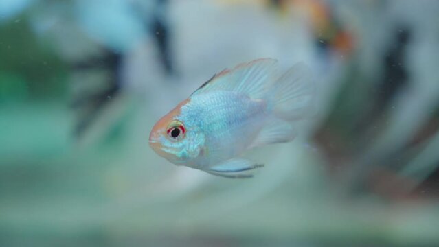 Blue ram cichlid, Mikrogeophagus Ramirezi, is a species of freshwater fish