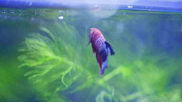 Aquatic experience, witnessing Hellboy Plakat Betta in the aquarium