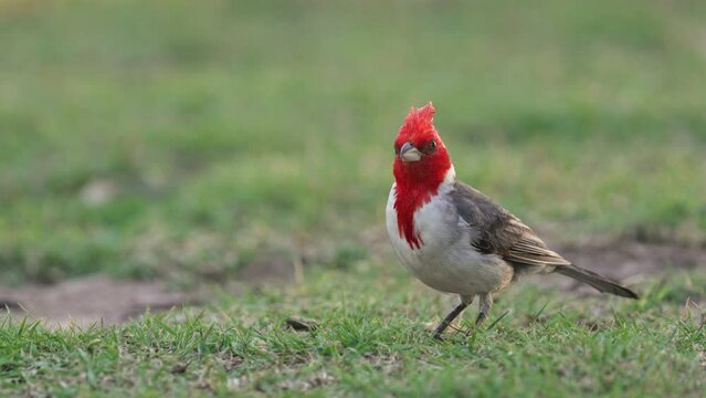 Eye level view of a red-crested cardinal on a park in buenos aires, argentina