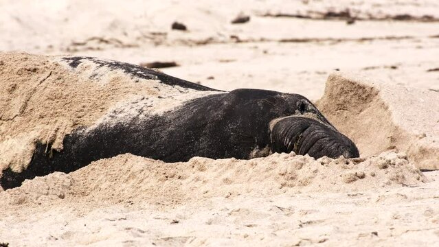 Southern Elephant Seal digs into beach sand during annual molt, telephoto
