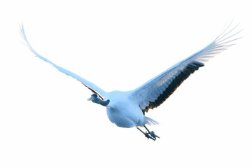 飛んでいる鶴
