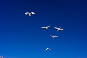 鶴の群れと青空