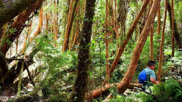 Tourist male explore the Cathedral of myrtles trail in tepuhueico park forested area, Chile
