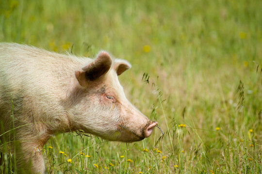 pig in the field. Sardinia. Italy