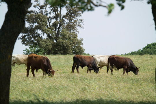 bulls in the pasture. Sardinia, Italy