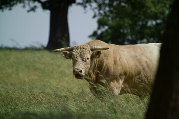 bulls in the pasture. Sardinia, Italy