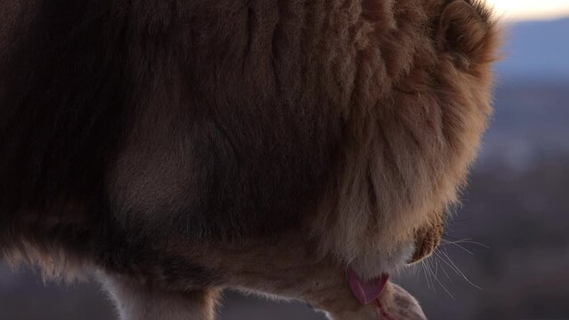 lion licking puncture wound - warrior from battle