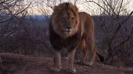 lion looking around with blood leaking from wound on leg - warrior from battle