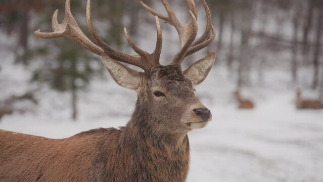 Close Up Of Bactrian Deer In Snowy Landscape Of Quebec In Canada