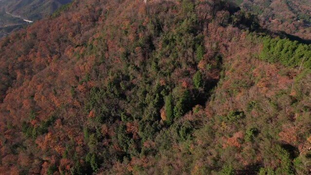 Aerial Drone Fly Above Green yellow trees Texture above Japanese mountain range aerial drone landscape, Hyogo Asago Takeda Castle Ruins Japan