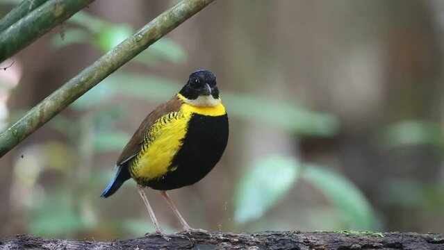 Gurney's pitta (Hydrornis gurneyi) in Myanmar