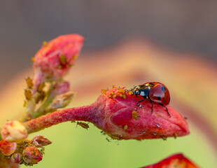 Ecological pest control: a ladybug eating aphids on a flower bud © Miguel Ángel RM