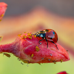 Ecological pest control: a ladybug eating aphids on a flower bud © Miguel Ángel RM