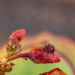 Ecological pest control: a ladybug eating aphids on a flower bud