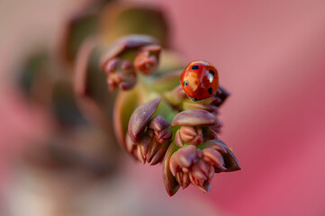 Detail of a red ladybug on the leaves of a succulent plant