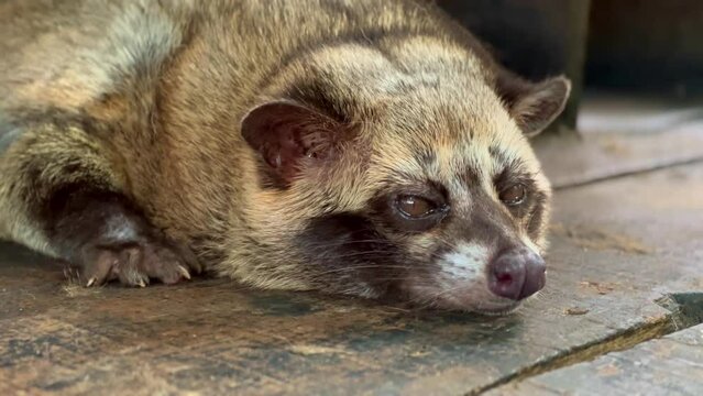 Paradoxurus hermaphroditus. A Civet is sleeping lazily on the wood. Close up on the head with nose that moves to sniff.