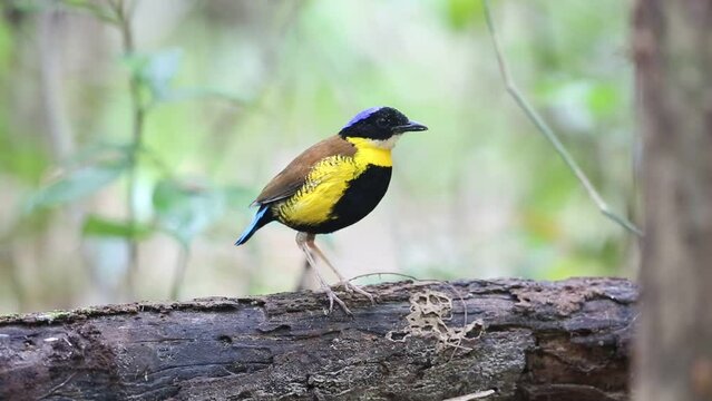 Gurney's pitta (Hydrornis gurneyi) in Myanmar