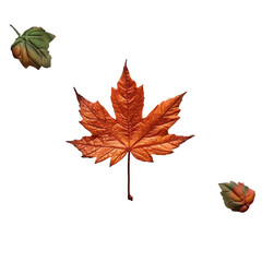 autumn leaves  isolated on transparent background
created using generative Ai tools
