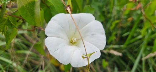 White Calystegia also called Bindweed, False Bindweed, Morning Glory, under the summer sun