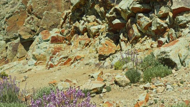 Teide national park landscape with rock formations and purple wallflower
