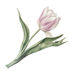 pink tulip isolated on transparent background 8th of march, women`s day inspiration created using generative Ai tools