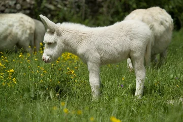 Gordijnen White donkeys from Asinara. (Equus asinus). Burgos. Sassari. Sardinia. Italy © antasfoto