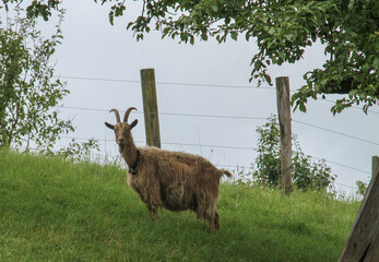 fat billy or nanny goat sporting long curved horns in a field in germany