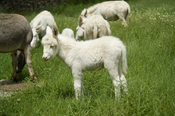 White donkeys from Asinara. (Equus asinus). Burgos. Sassari. Sardinia. Italy