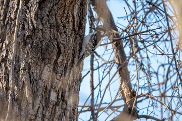 Redheaded Woodpecker