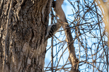 Redheaded Woodpecker