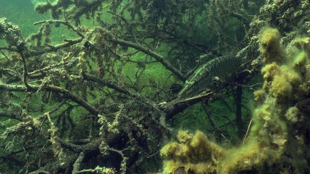 Large Northern pike (Esox lucius) waits between the branches of a fallen fir tree for the right moment to attack its prey. Estonia.