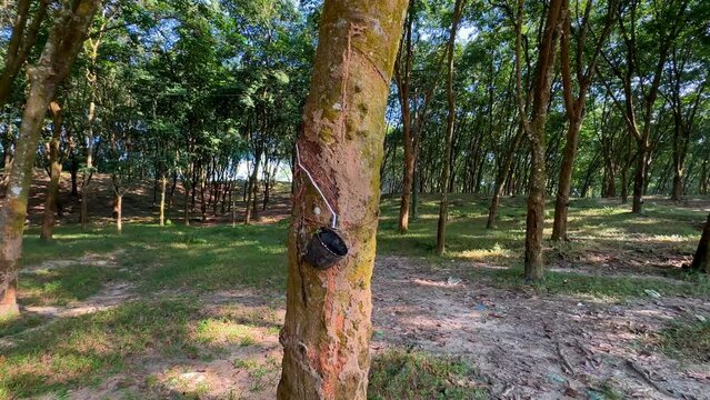 Panoramic shot of rubber tree plantation in Sreemangal, Bangladesh.