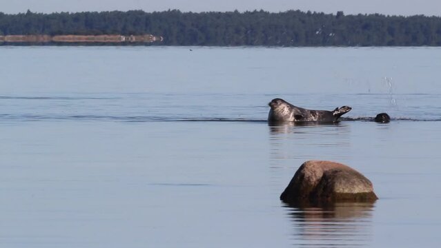 Ringed seal (Pusa hispida) splashes water on another seal in the Baltic Sea near Hiiumaa, Estonia.