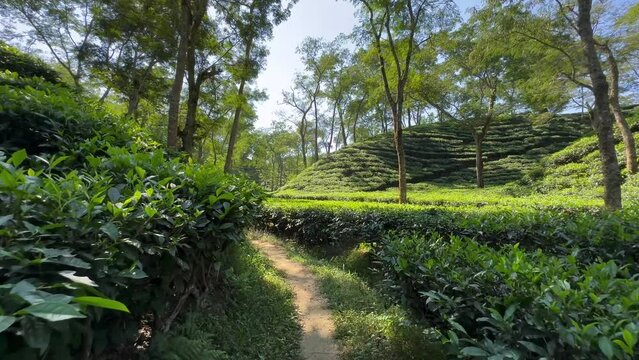 A walk in a tea plantation on a sunny day in Sreemangal,  Bangladesh.