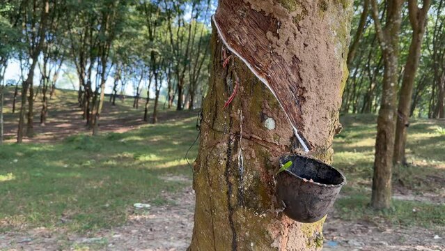 Collecting rubber latex from rubber tree into the cup. Plantation in Sreemangal, Bangladesh.