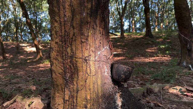 Close-up footage of rubber latex dripping from rubber tree into the cup. Plantation in Sreemangal, Bangladesh.