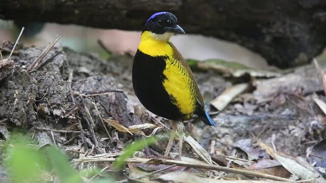 Gurney's pitta (Hydrornis gurneyi) in Myanmar