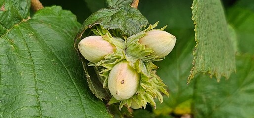 A hazelnut tree with many hazelnut fruits (Corylus avellana)