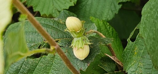 A hazelnut tree with many hazelnut fruits (Corylus avellana)