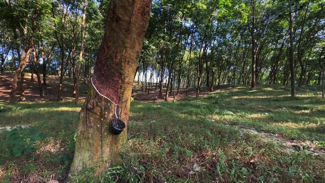 Panoramic panning shot of rubber tree plantation in Sreemangal, Bangladesh.