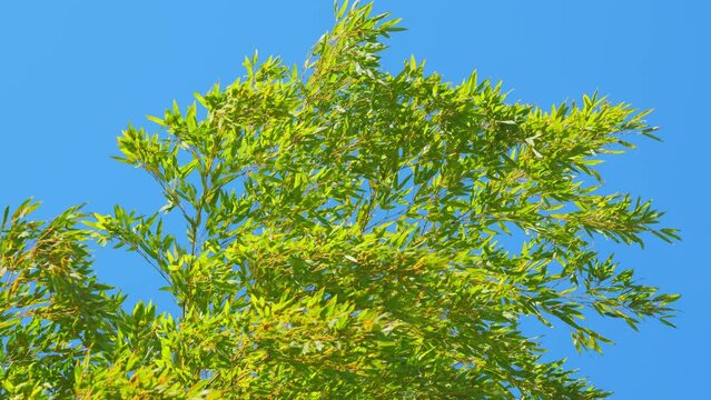 Bamboo Leaves Bright Color Background. Green Bamboo Blue Sky For Background.