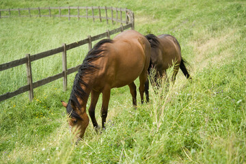horses in the meadow Sardinia Italy