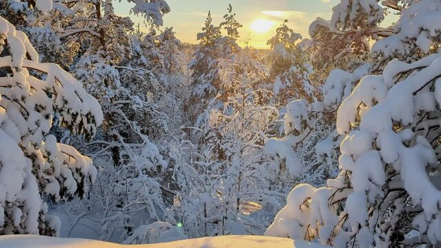 Snowy winter forest at golden sunset, rising shot