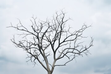 Fototapeta na wymiar A stark leafless tree against a cloudy sky, evoking winter's chill. Solitude of Winter: Bare Tree Branches